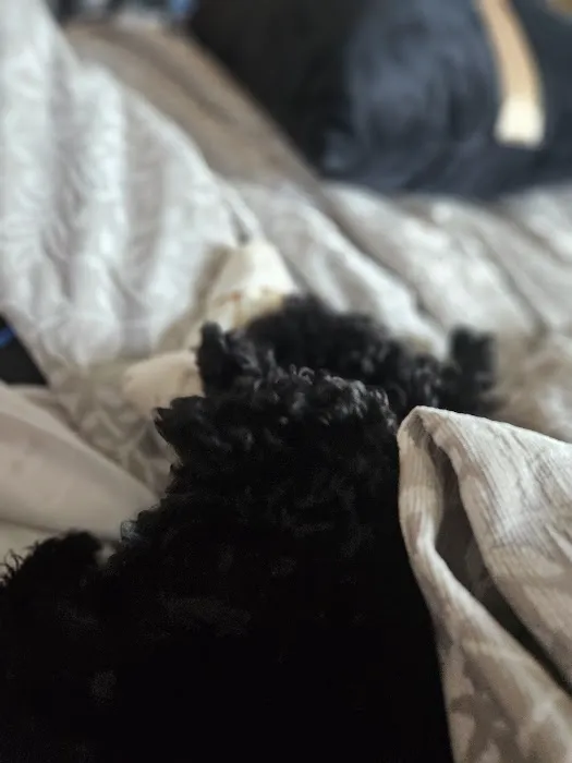 Shanis Luxury Pooches and Pups Picture 4