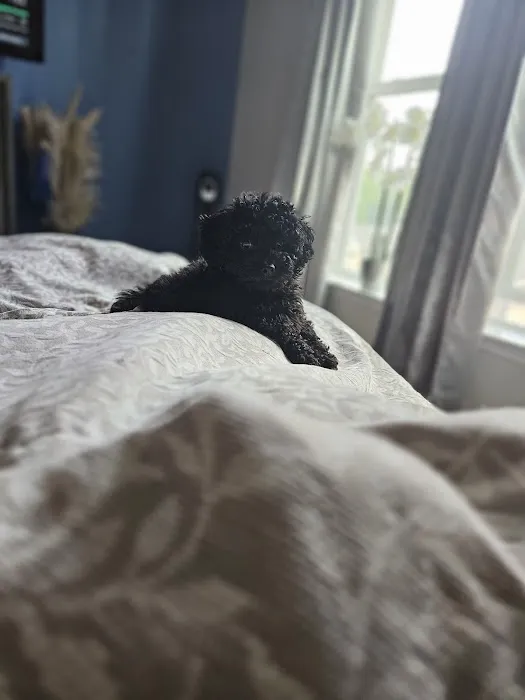 Shanis Luxury Pooches and Pups Picture 5