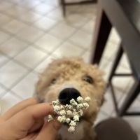 Shanis Luxury Pooches and Pups ico