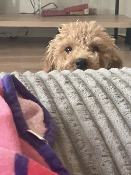 Shanis Luxury Pooches and Pups Picture 6