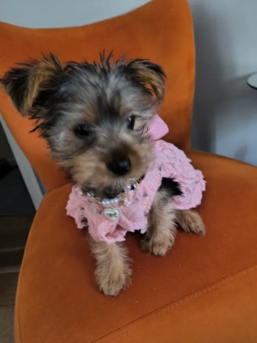 Shanis Luxury Pooches and Pups Picture 8