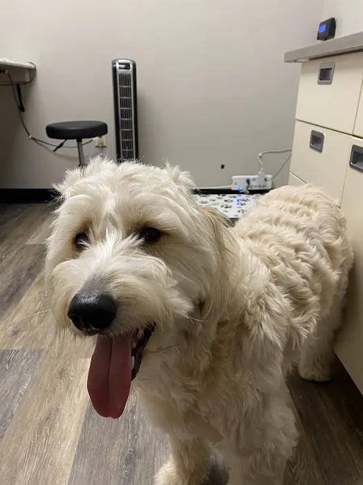 The Animal Hospital of Linden Picture 1