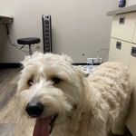The Animal Hospital of Linden