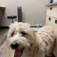 The Animal Hospital of Linden ico