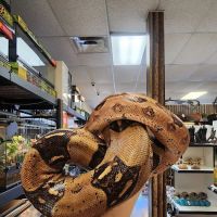 Exotic Envy Reptiles ico