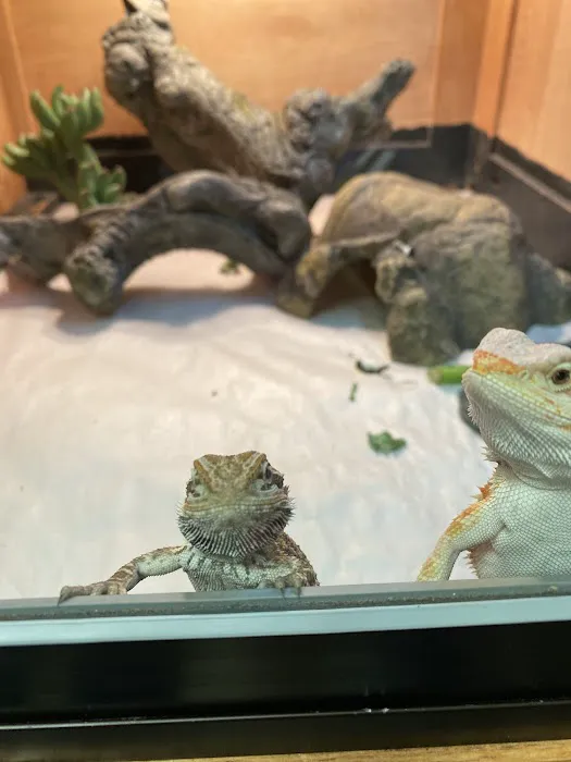 Exotic Envy Reptiles Picture 8