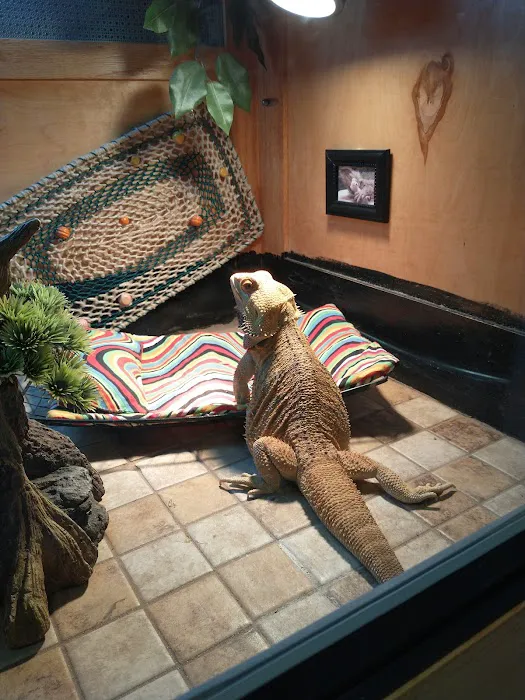 Exotic Envy Reptiles Picture 9