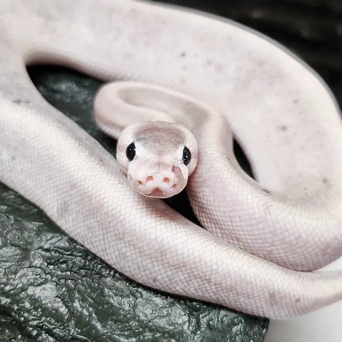 Exotic Envy Reptiles Picture 10