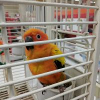 Petco ico