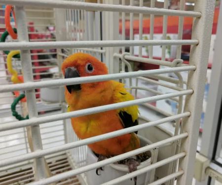 Petco