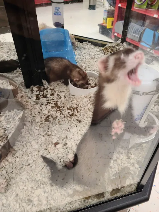 Petco Picture 4