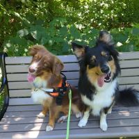 Park Veterinary Group ico