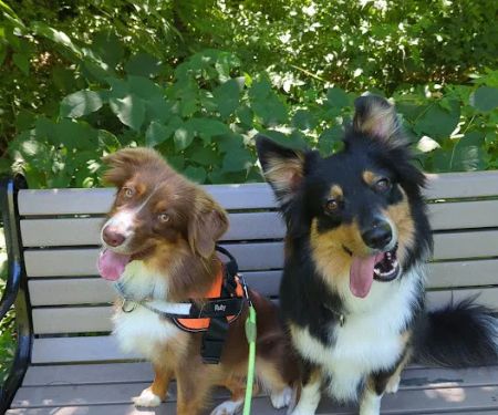 Park Veterinary Group