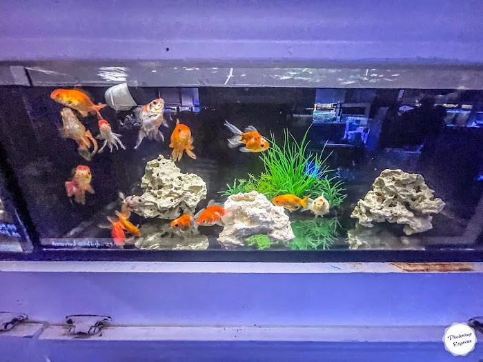 Atlanta Aquarium Picture 2