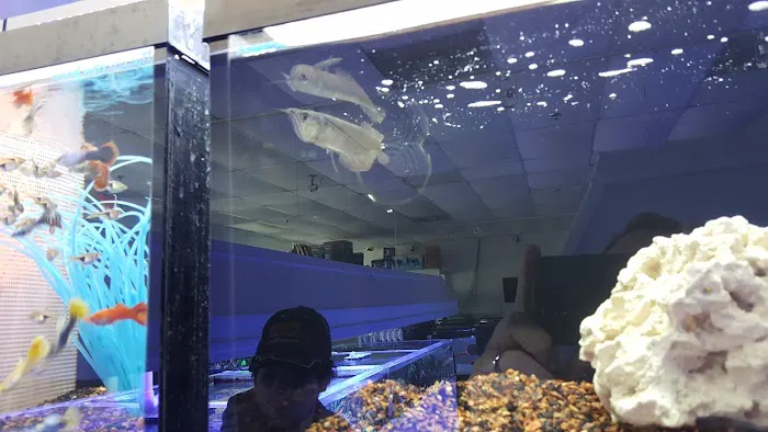 Atlanta Aquarium Picture 5