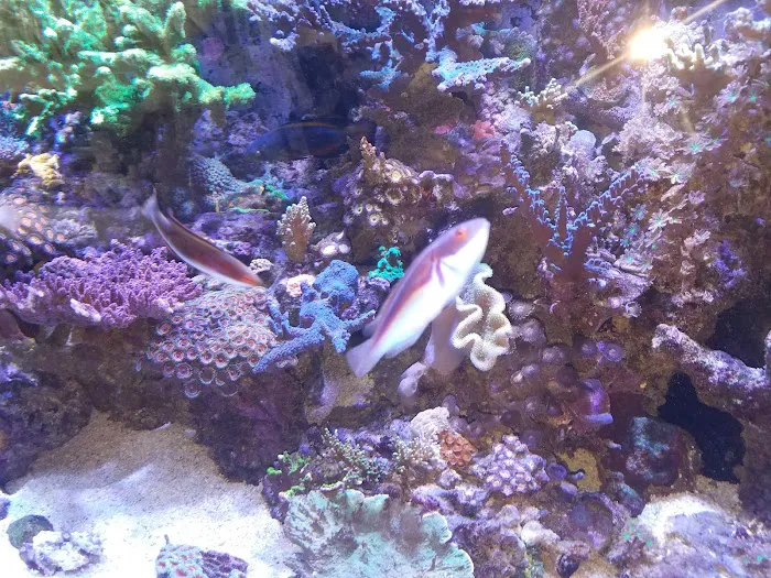 Atlanta Aquarium Picture 3