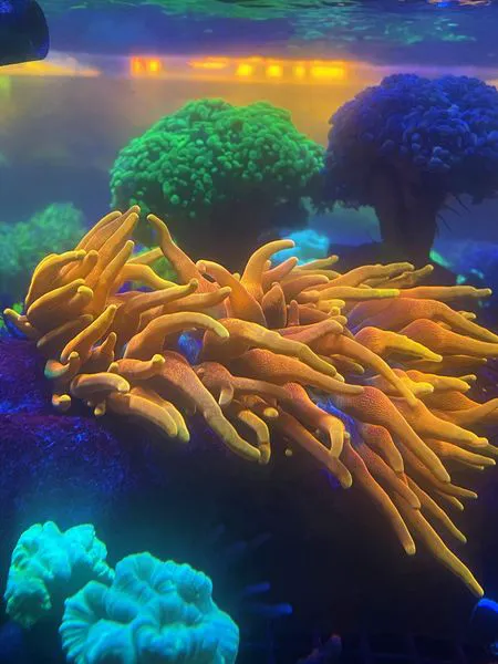 Atlanta Aquarium Picture 9