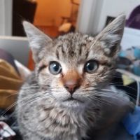 Roselle Park Animal Hospital ico