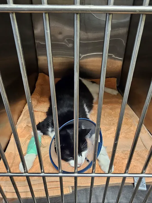 Roselle Park Animal Hospital Picture 7