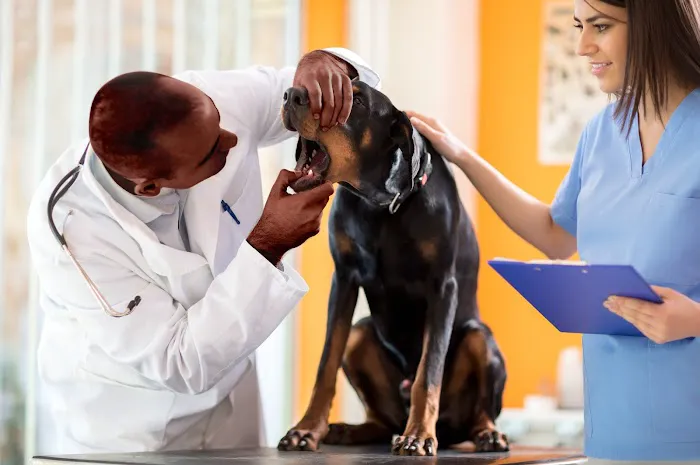 Roselle Park Animal Hospital Picture 6