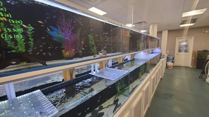 Southern Aquatics Local Fish Store Picture 3