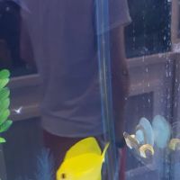 Southern Aquatics Local Fish Store ico