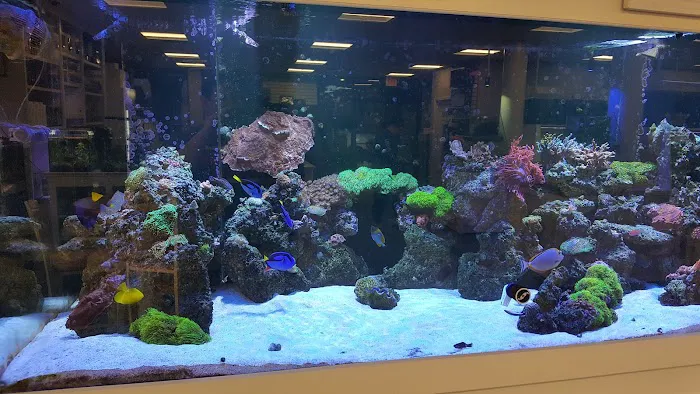 Southern Aquatics Local Fish Store Picture 10