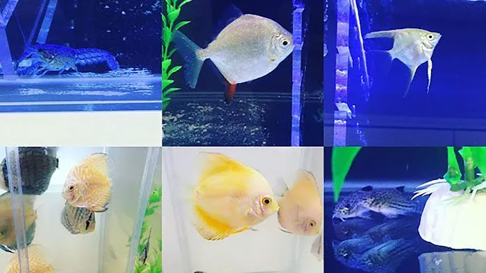 Southern Aquatics Local Fish Store Picture 7