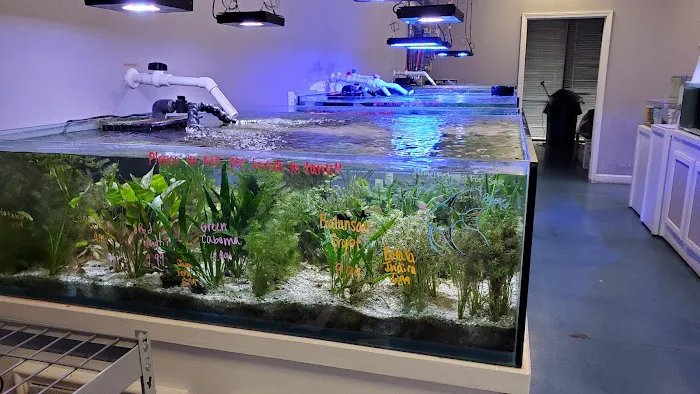 Southern Aquatics Local Fish Store Picture 6