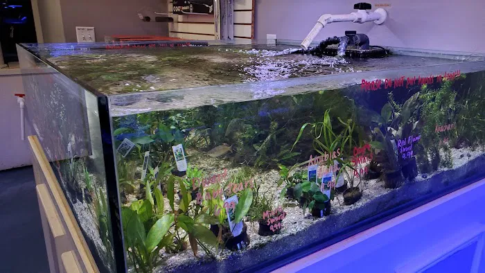 Southern Aquatics Local Fish Store Picture 4