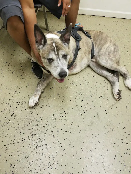 Village Animal Clinic, LLC Picture 5