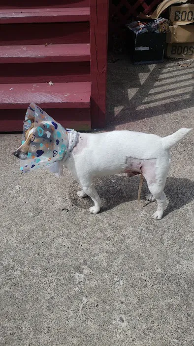 Village Animal Clinic, LLC Picture 6