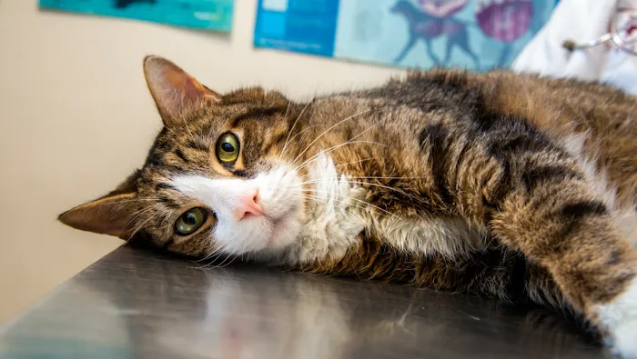 TLC Pet Doctor Picture 10