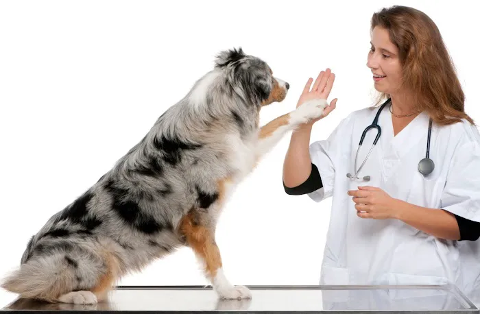 TLC Pet Doctor Picture 1