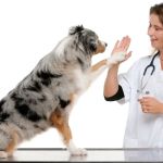 TLC Pet Doctor