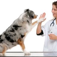TLC Pet Doctor ico