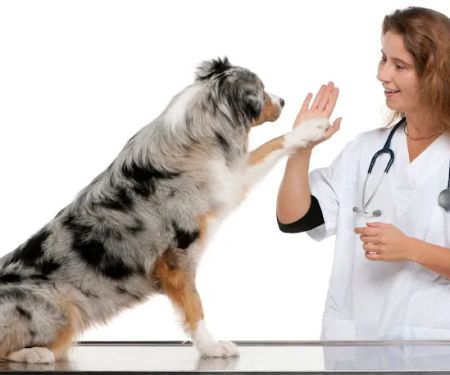 TLC Pet Doctor