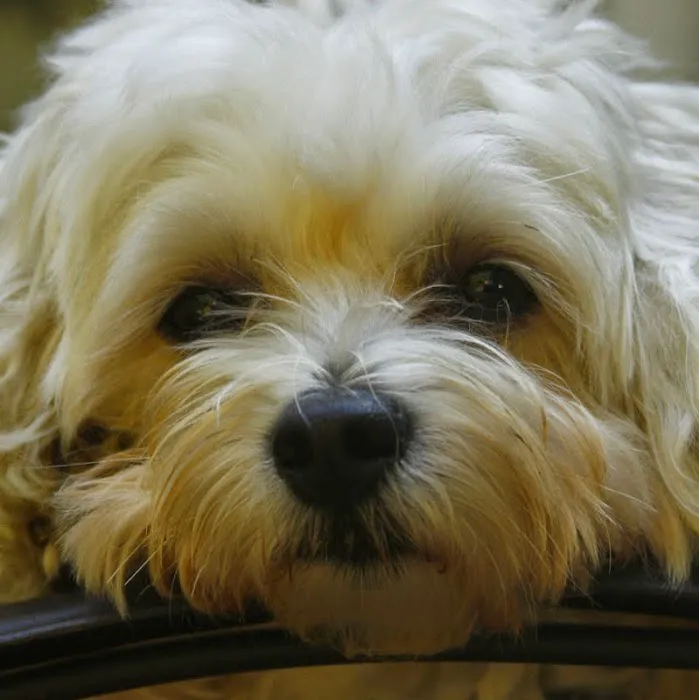 Roseland Animal Care Picture 2