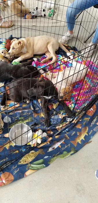Petco Picture 4