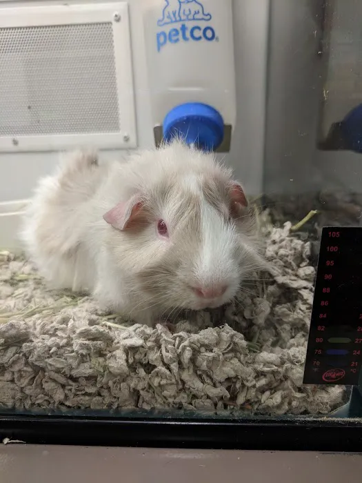 Petco Picture 2