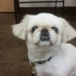 Prospect Ridge Veterinary