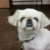 Prospect Ridge Veterinary ico