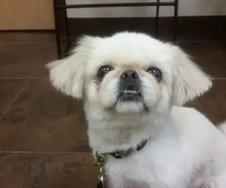 Prospect Ridge Veterinary