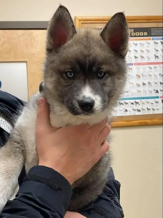 Prospect Ridge Veterinary Picture 5