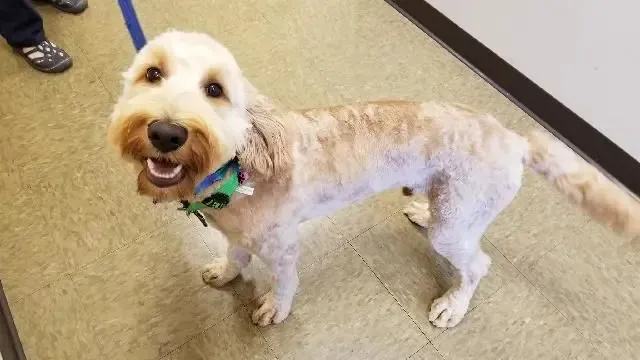Prospect Ridge Veterinary Picture 8