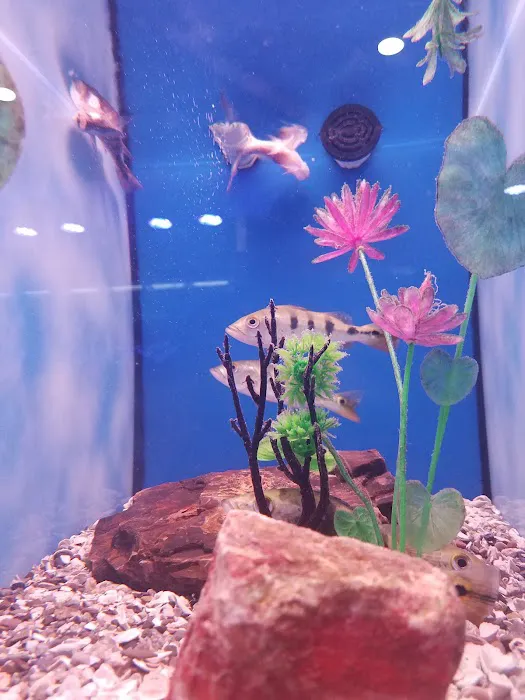Nemo Aquarium Picture 5