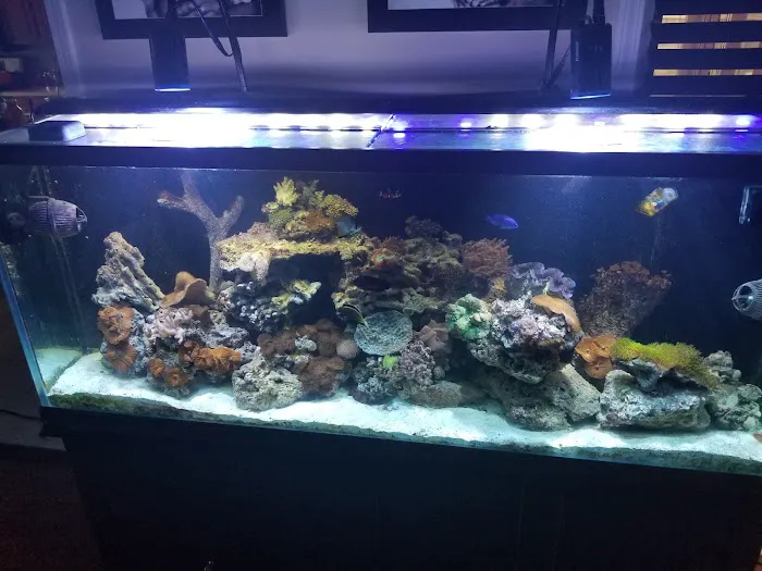 Nemo Aquarium Picture 7