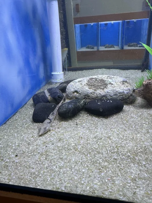 Nemo Aquarium Picture 8