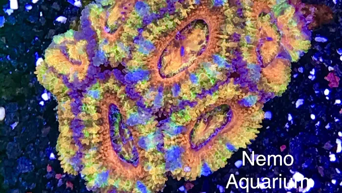 Nemo Aquarium Picture 6
