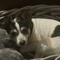 South Orange Animal Hospital ico